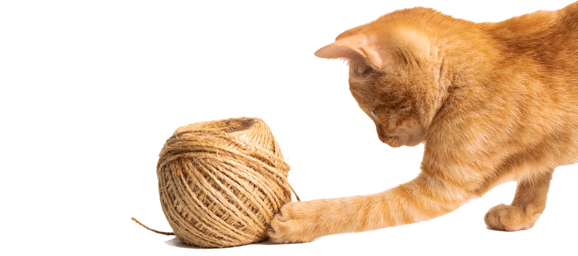 A ginger cat is seen playfully reaching out with one paw to touch a ball of twine. The cat appears curious and engaged with the twine, which is lightly unraveling at one end. The background is plain and white, resembling something you'd see in a veterinarian's office.